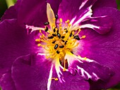 Pollen beetles on stamens of Rosa 'Passion for Purple'