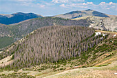 Trees killed by spruce bark beetle, Colorado, USA