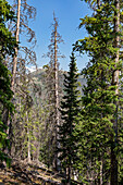 Trees killed by spruce bark beetle, Colorado, USA