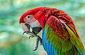 Scarlet macaw