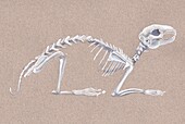 Rabbit skeleton, illustration