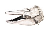 Harbour porpoise skull, illustration