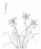 Daylily, illustration