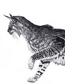 Bobcat, illustration