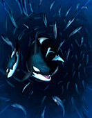 Orcas hunting salmon, illustration