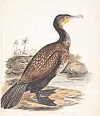 Indian shag, 18th century illustration