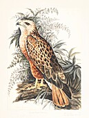 Long-legged buzzard, 18th century illustration