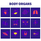 Human body organs, conceptual illustration