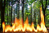 Wildfire, conceptual image