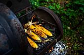 Corn on cobs on grill