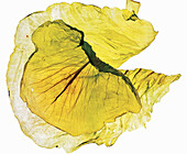 White cabbage leaves in transparent light