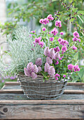 Basket with pink mulla mulla 'Joey', cuckoo carnation 'Petite Jenny' and curry plant