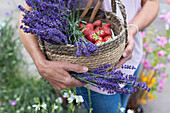 Frau trägt Korb mit frisch geerntetem Lavendel und Erdbeeren