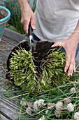 Schnittlauch zurückschneiden, Teilen und in kleinere Töpfe einpflanzen