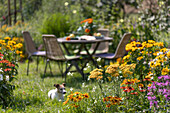 Perennial bed with yellow yarrow, coneflower, tickseed, and white gaura in the foreground, seating area, and dog Zula on the lawn in the background