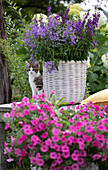 Little cat sitting next to basket with Angelonia 'Blue' 'Dark Violet', in front pink petunias