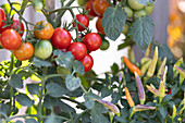 Cherrytomate 'Philarmina' und Chili 'Basket of Fire'