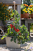 Tomato 'Romello' plant in a container on the terrace