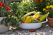 Schüssel mit frisch geernteten Zucchini, rote Johannisbeeren, Tomatenpflanze im Topf