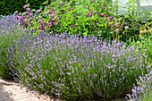 Lavender as bed border in front of flowering wild mallows
