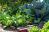 Vegetable bed with cabbage, red cabbage, and savoy cabbage, next to a slatted walkway