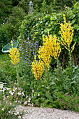 Perennial bed planted with Olympic Mullein and chicory in front of privacy fence with pipevine, Acapulco chair in the background