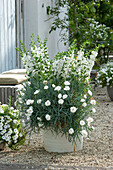 White tub with carnation 'Devon Dove', angelonia 'Carrara' on a gravel terrace, petunia 'Mini Vista White