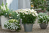 Gravel terrace with white plants: Daisy 'Daisy May', Petunia 'Mini Vista White', Carnation 'Devon Dove', Angelonia 'Carrara' and graceful spurge