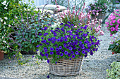 Basket with basil 'Magic Blue', Calibrachoa Unique 'Lilac' and white gaura 'Lillipop Pink' on gravel patio
