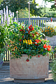 Terracotta-Kasten mit verschiedenen Chili-Pflanzen, Erdbeere und Tomate, Schneckenhäuschen als Deko auf Stäben