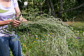 A woman harvesting mugwort, as a spice or smoked herb