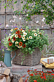 Basket box with summer flowers and herbs: Petunias Beautical 'Cinnamon' 'French Vanilla', speckled mint 'Calixte', white gaura, and white colored oregano, jug