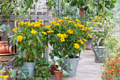 Heliopsis 'Sole d'Oro' in zinc buckets, kohlrabi and strawberry plant in clay pots