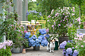 Summer terrace with hydrangeas 'Endless Summer', jasmine trumpet, mallow, phlox, anise hyssop, late blossoming weeping cherry, thyme and lily of the nile, dog Zula