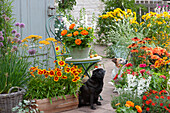Summer terrace with summer flowers and perennials: coreopsis 'UpTick Gold & Bronze', zinnia, angelonia, yarrow, Allium, echinacea, dahlia, and thyme, dogs Paula and Zula