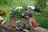 Carnations, ornamental basket and rosemary in a wooden box on a wall
