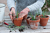 Woman placing carnation cuttings in clay pots