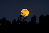 Supermoon over trees, Portugal