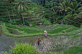 Terraced rice fields in Bali, Indonesia