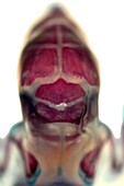 Developing bones of rat head, light micrograph