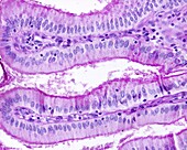 Gallbladder epithelium, light micrograph