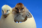 Two baby chicks in an ostrich egg