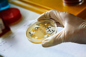 Examining bacterial cultures in a Petri dish