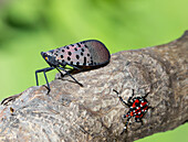 Adult spotted lanternfly and nymph