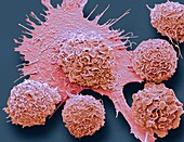 Macrophages, SEM