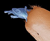 Grain weevil, SEM