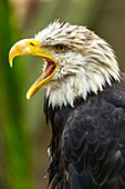 The Bald Eagle, a white headed fish eagle