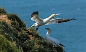 Northern Gannet taking off from cliff