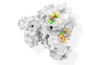 Albumin complexed with isoflurane, molecular model