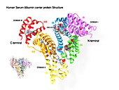 Albumin complexed with JSM-053 inhibitor, molecular model